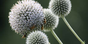 Bees at work