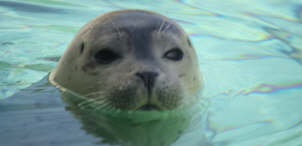 Seal from the Waddenzee